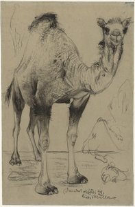 Dromedário, 1894. de Richard Muller