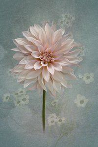 Dália em flor cor-de-rosa