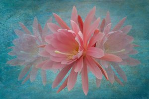 Flor rosa de sonho