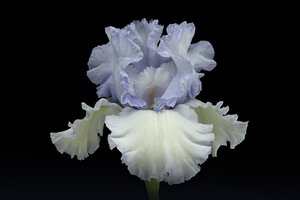Íris Azul Elegante