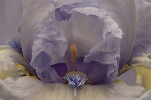 Íris Lavanda Suave