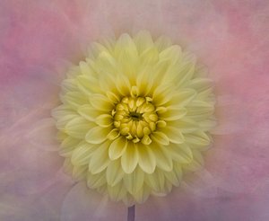 Flor de dália amarela suave