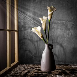 Lírios-calla à luz do sol