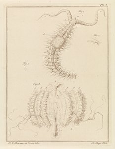 Franjeworm e uma medusa das costelas de Robbert Muys