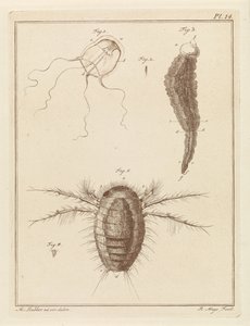 Várias criaturas marinhas de Robbert Muys