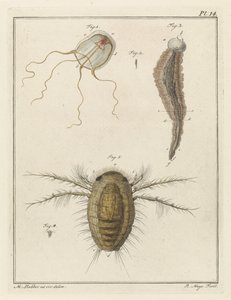 Várias criaturas marinhas de Robbert Muys