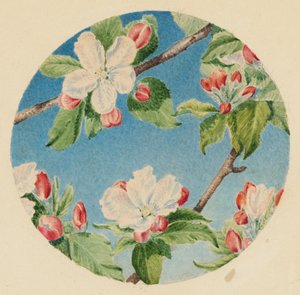 Flores de macieira, c.1869 (aguarela) de Robert B. Brandegee
