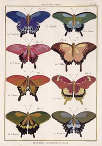 Borboletas da "História Natural dos Insetos" por M. Olivier