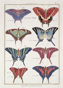 Borboletas da "História Natural dos Insetos" por M. Olivier