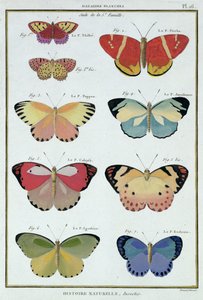Borboletas da "História Natural dos Insetos" por M. Olivier de Robert Benard