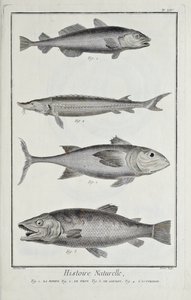 Bacalhau, atum, salmão e esturjão, ilustração de 