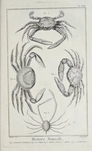 Caranguejo, ilustração de 