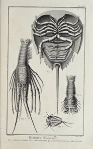Crustáceos, ilustração de 