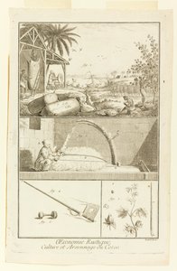 "Cultivation et Arsonnage du Coton" da Enciclopédia de Diderot, Vol. EU de Robert Benard