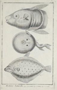 Ilustração de 