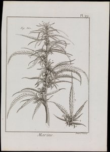 Diagrama marinho de flores, c.1810 (gravura e água-forte) de Robert Benard