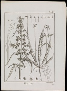 Diagrama marinho de flores, c.1810 (gravura e água-forte) de Robert Benard