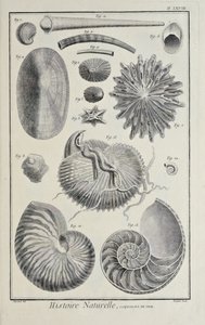 Conchas do mar, ilustração de 