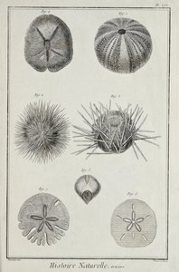 Urchins, ilustração de 