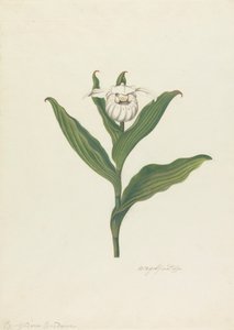 Chinelo de Senhora (Cypripedium Canadense, Calceolus Maria)