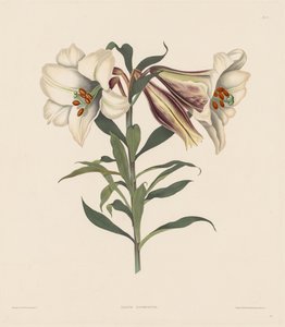 Uma seleção de plantas hexandrianas, pertencentes à ordem natural de Amaryllidae ..., 1831-1832. de Robert Havell