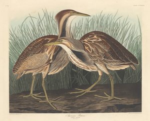 American Bittern, 1836. de Robert Havell
