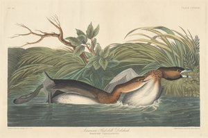 Americano Pied-Bill Dobchick, 1835. de Robert Havell