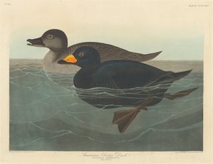 Pato Scoter Americano, 1838. de Robert Havell