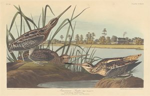 Snipe americano, 1835. de Robert Havell