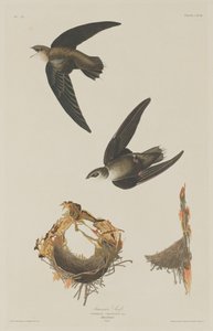American Swift, 1833. de Robert Havell