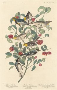 Toutinegra de Audubon, Toutinegra Eremita e Toutinegra Cinzenta-de-garganta-preta, 1837. de Robert Havell