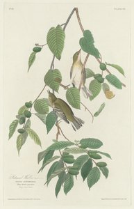 Toutinegra outonal, 1830. de Robert Havell