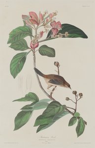 Bachmans Finch, 1833. de Robert Havell