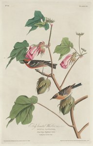 Toutinegra-de-peito-de-louro, 1829. de Robert Havell