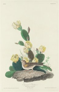 Bunting com asas de baía, 1830. de Robert Havell