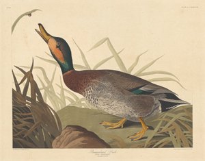 Pato Bemaculado, 1836. de Robert Havell