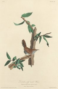 Carriça de cauda longa de Bewick, 1827. de Robert Havell