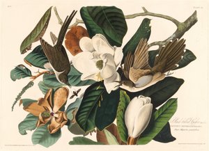 Cuco-de-bico-preto, 1828. de Robert Havell