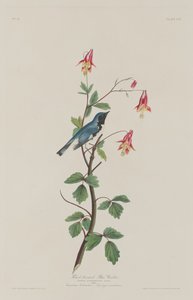 Toutinegra-de-garganta-preta, 1832. de Robert Havell