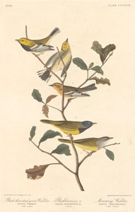 Toutinegra-de-garganta-preta, toutinegra-preta e toutinegra de luto, 1837. de Robert Havell