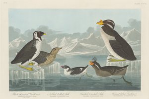 Guillemot-de-garganta-preta, Auk-de-bico-nobbed, Auk-de-crista-ondulado e Auk-de-bico-chifre..., 1838. de Robert Havell