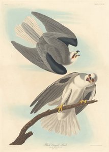 Falcão de asas negras, 1837. de Robert Havell