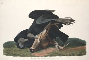 Abutre Negro, 1831. de Robert Havell