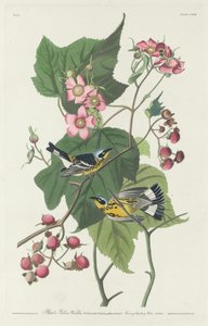 Toutinegra preta e amarela, 1831. de Robert Havell