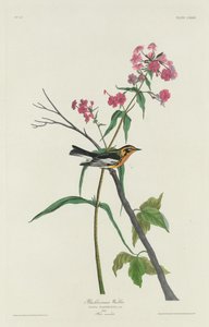 Toutinegra Blackburnian, 1832. de Robert Havell
