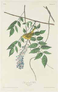 Toutinegra amarela de olhos azuis, 1830. de Robert Havell
