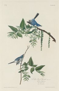 Papa-moscas azul-cinza, 1830. de Robert Havell