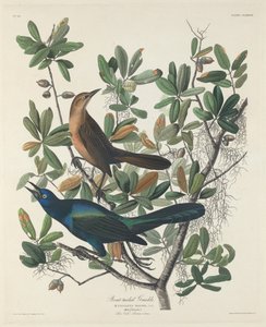Grackle de cauda de barco, 1834. de Robert Havell