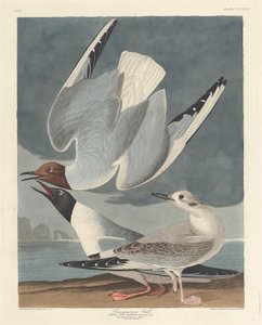 Gaivota Bonapartiana, 1836. de Robert Havell