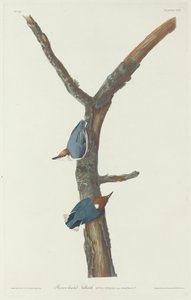Nuthatch de cabeça marrom, 1831. de Robert Havell